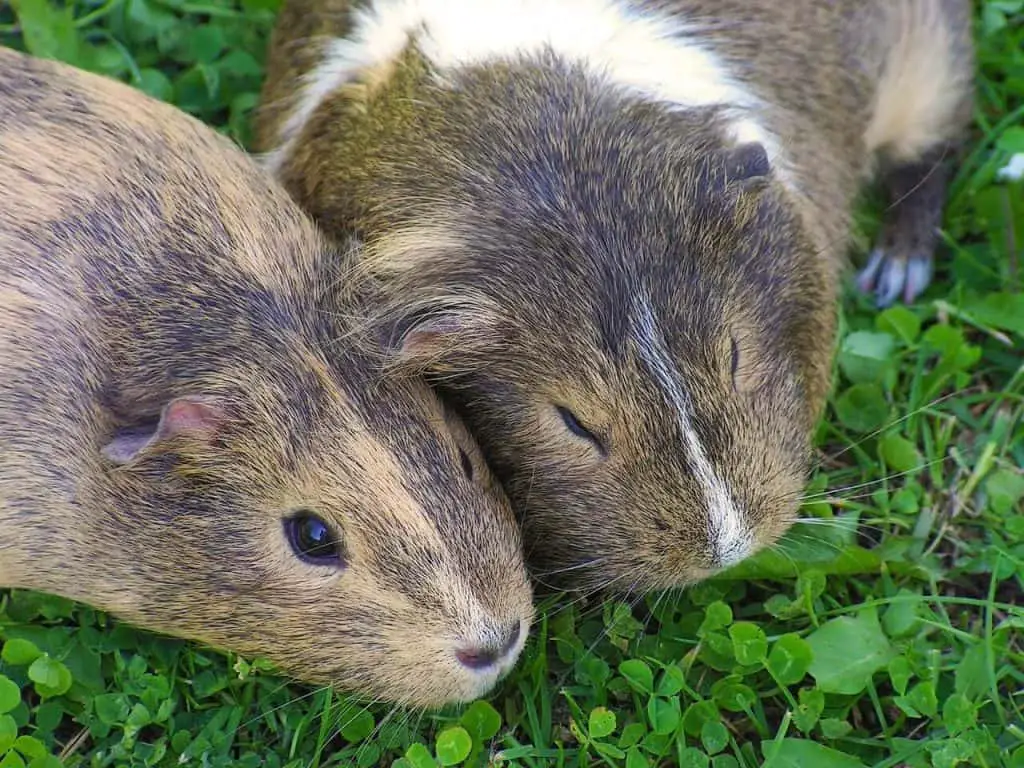 a close up on guinea pig pair
