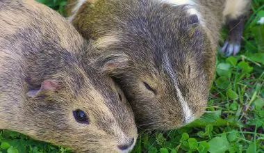 a close up on guinea pig pair