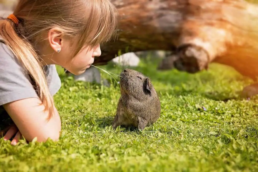 a girl playing with a guinea pig