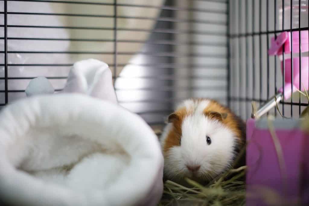 how to keep guinea pigs entertained