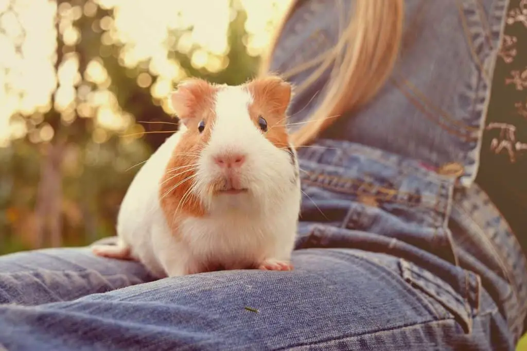 a guinea pig on a lap