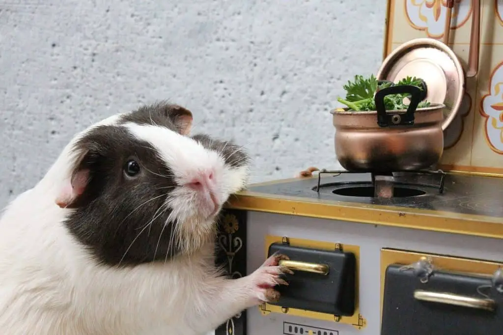 a guinea pig playing with a kitchen set