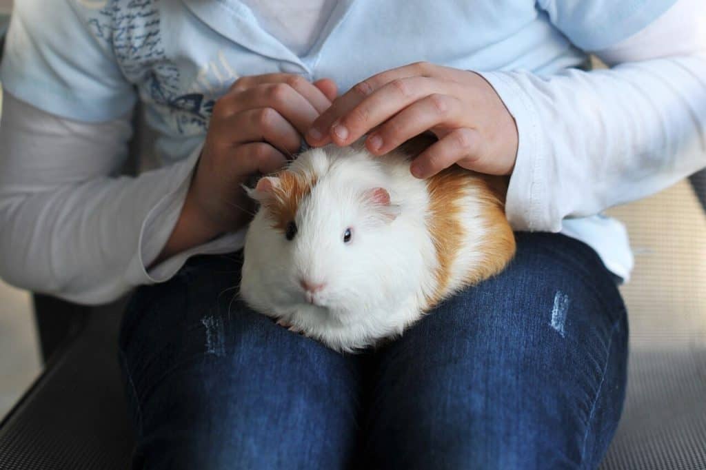 a kid patting a guinea pig on its lap