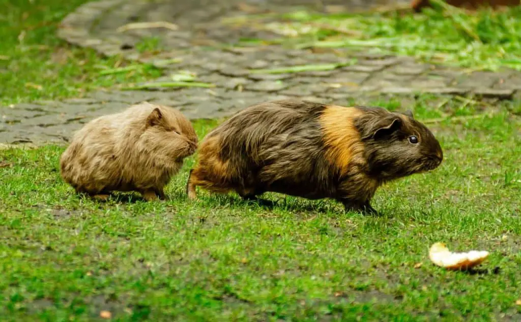 a small guinea pig running after a bigger one