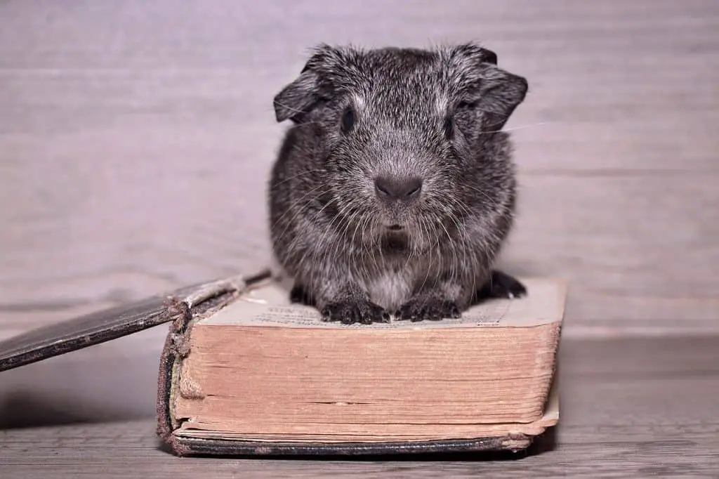 guinea pig on top of a book