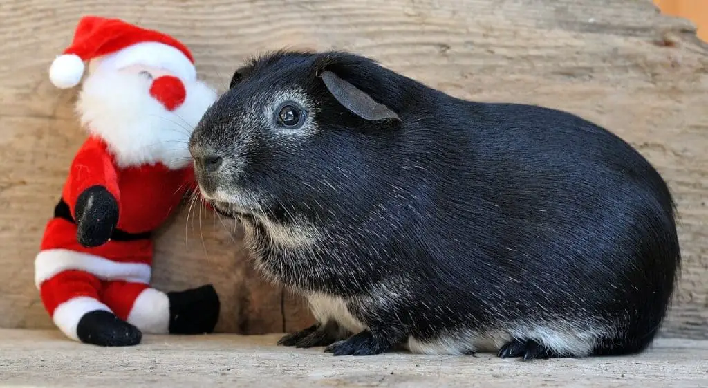 guinea pig playing with a stuffed santa doll