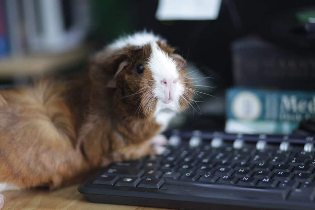 guinea pig with a keyboard