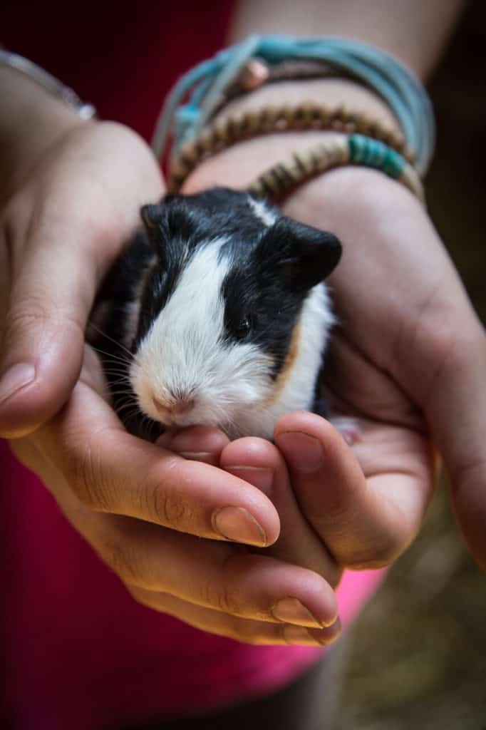 hands holding a guinea pig