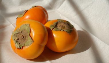 can guinea pigs eat persimmons