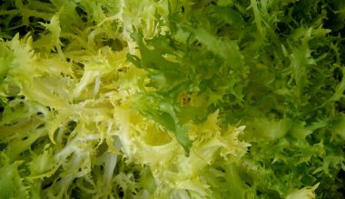 Can Guinea Pigs Eat Escarole