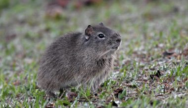 Brazilian guinea pigs