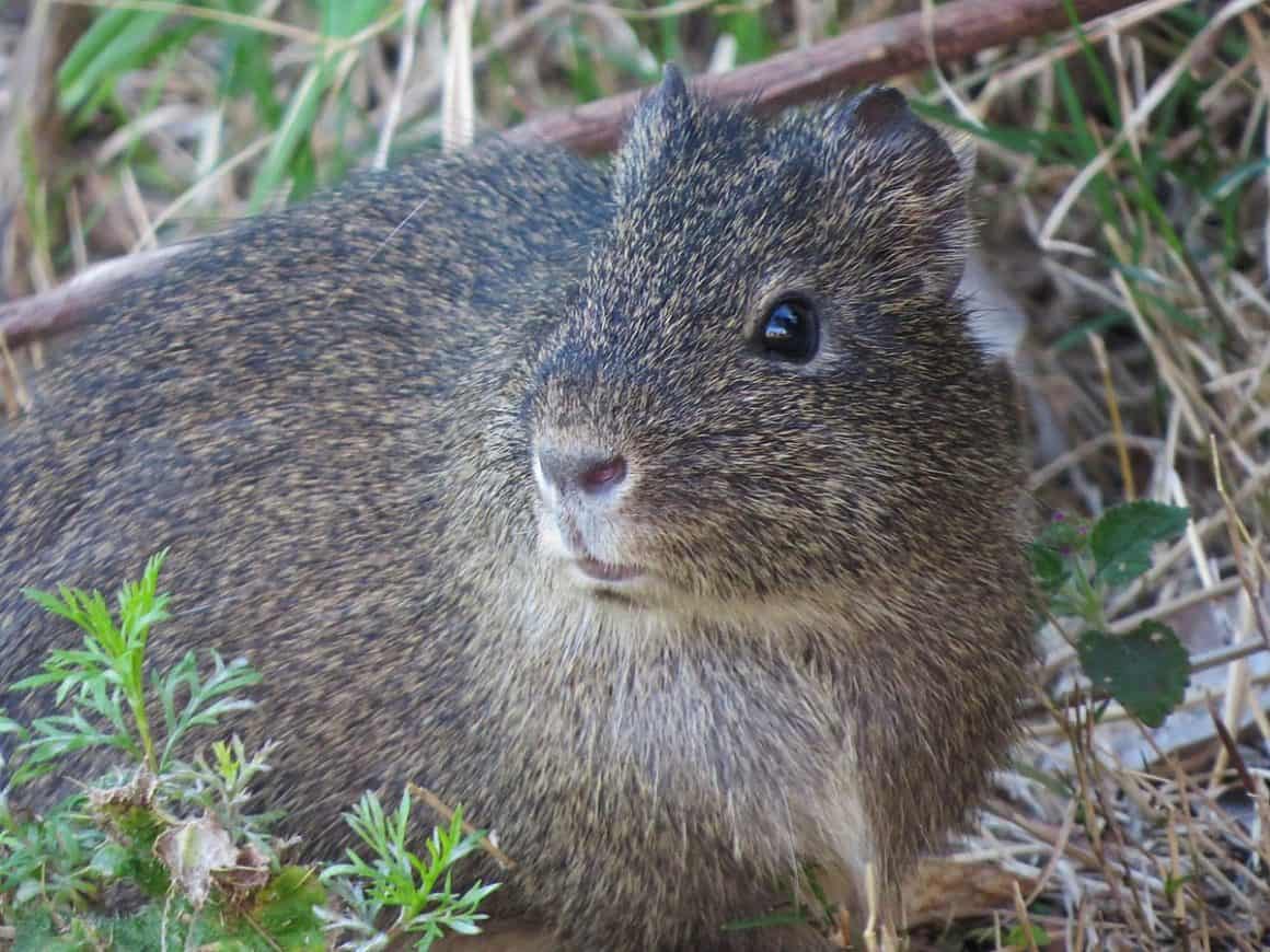 Are There Any Guinea Pigs in the Wild