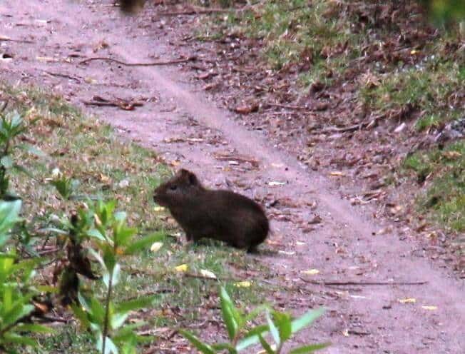 Montane guinea pigs