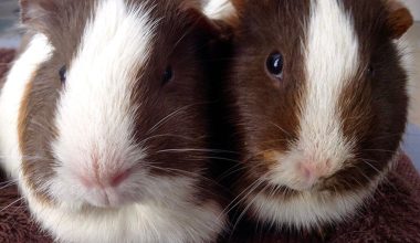 Rex Guinea Pigs
