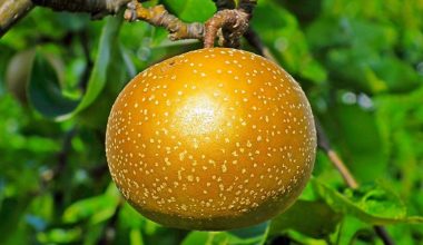 Korean Pear