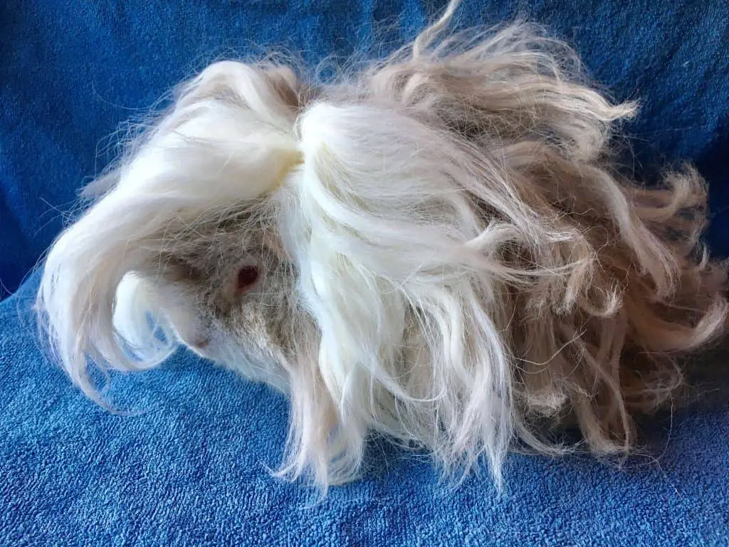 Lunkarya Guinea pigs