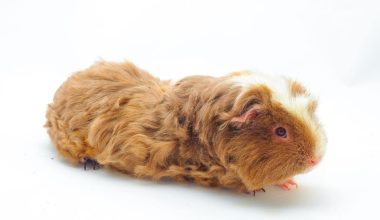 Merino guinea pig