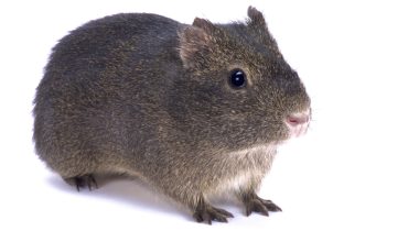 Montane guinea pig
