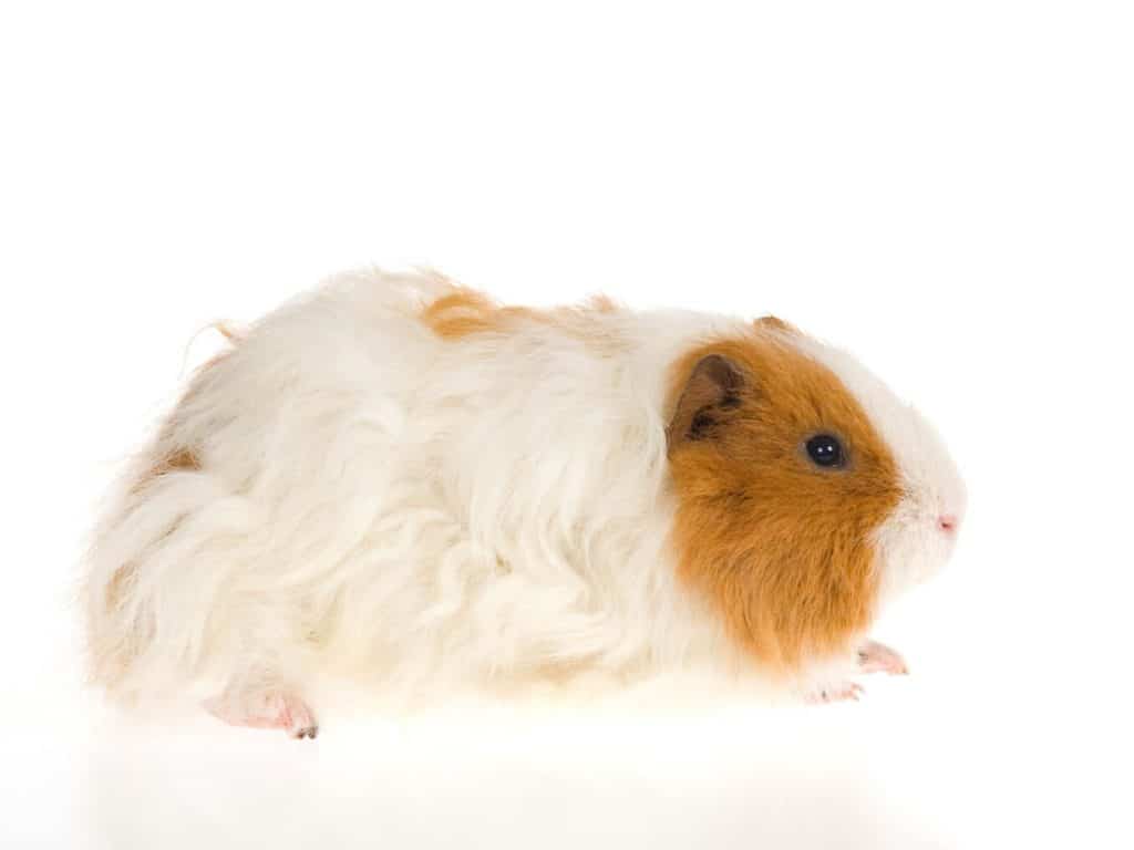 Texel Guinea Pigs