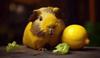 a guinea pig eating a lemon