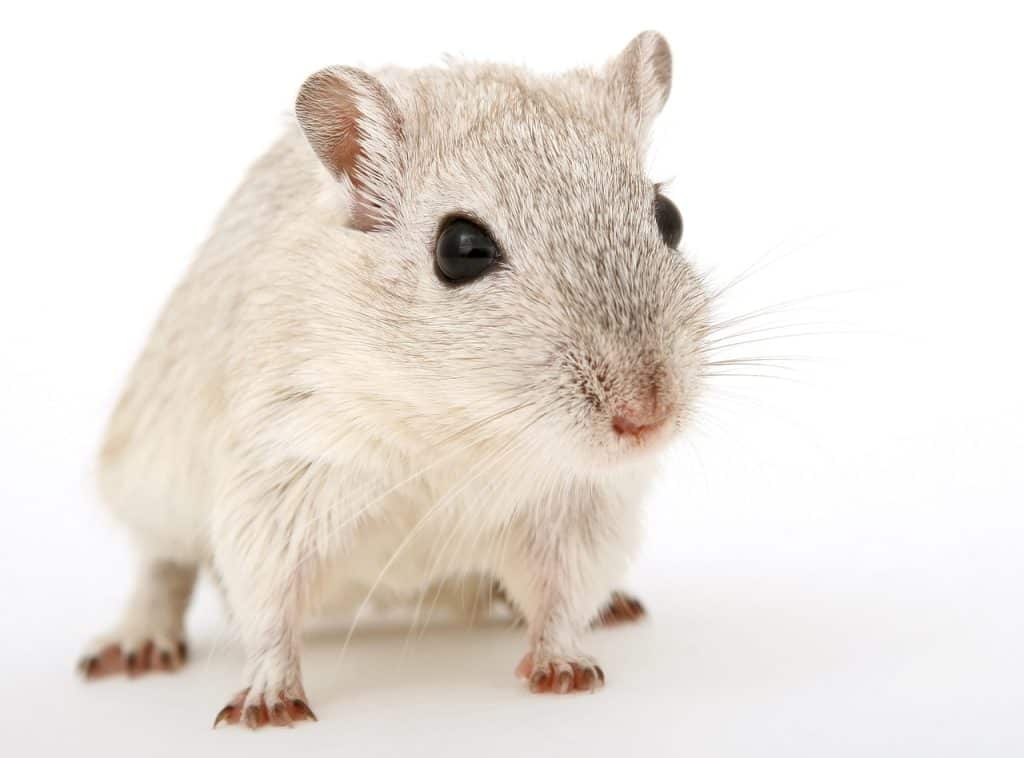 do guinea pigs have rabies