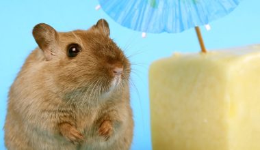 can guinea pigs eat cheese