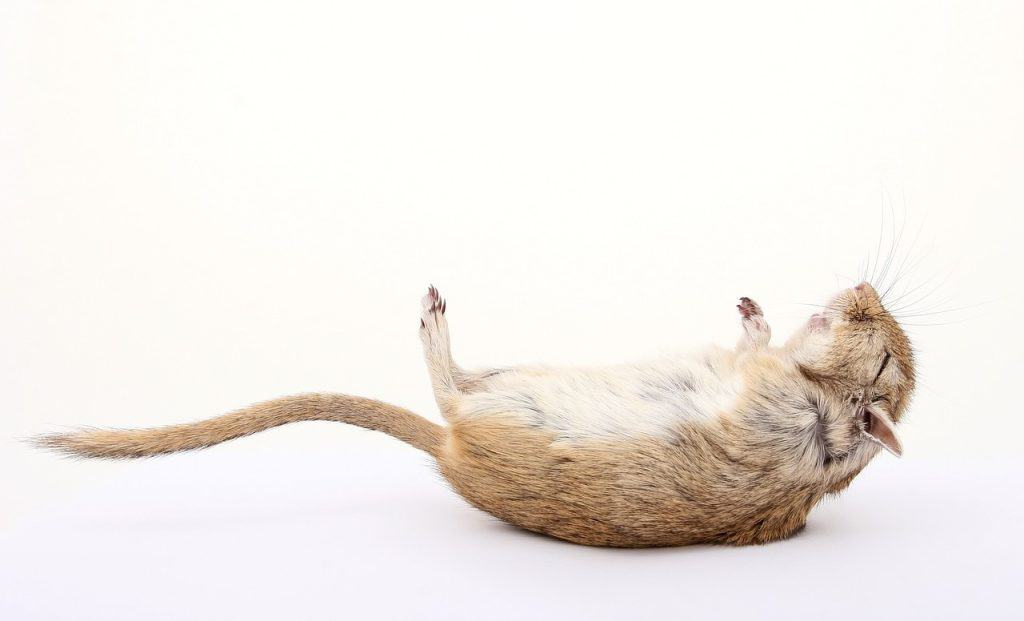 do guinea pigs have rabies