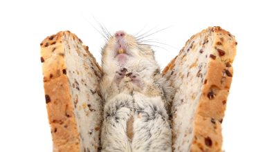 can guinea pigs eat bread