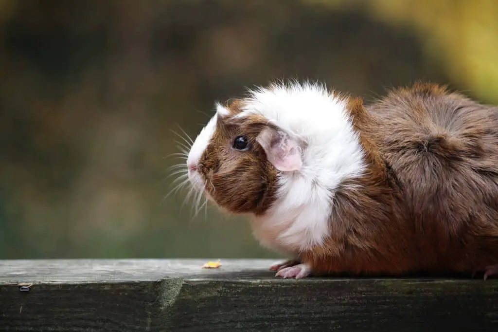 Do Guinea Pigs Have Dander