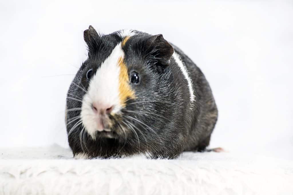 do guinea pigs have moles