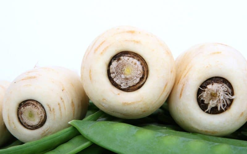 Can Guinea Pigs Eat Parsnips