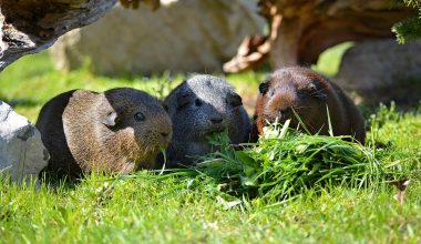 are there any guinea pigs in the wild