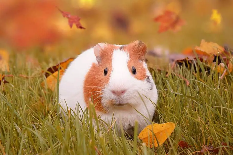 merino guinea pigs