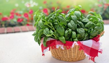 can guinea pigs eat basil