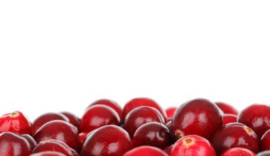 can guinea pigs eat cranberries