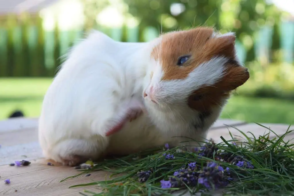 can guinea pigs eat parsnips