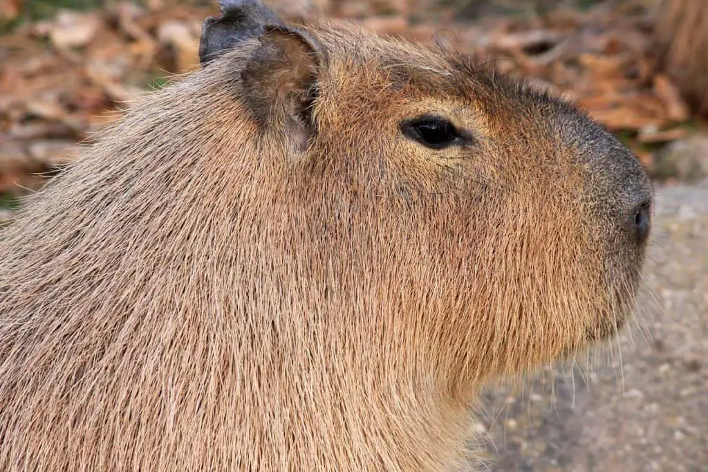 Why Does My Guinea Pig Have Bald Spots Behind Ears