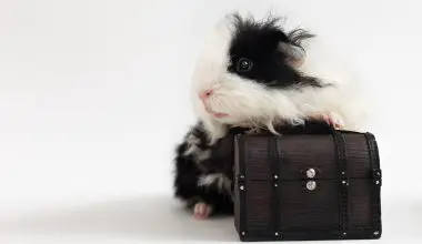 How Long Can Guinea Pigs Travel in a Car