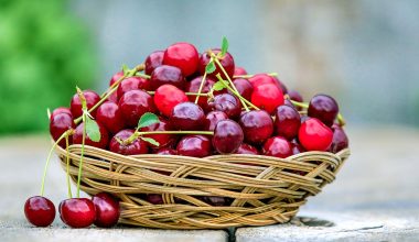 Can Guinea Pigs Eat Cherries?