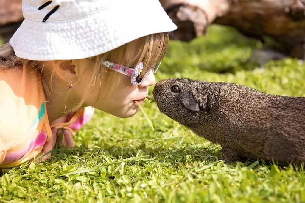 where do guinea pigs like to be pet