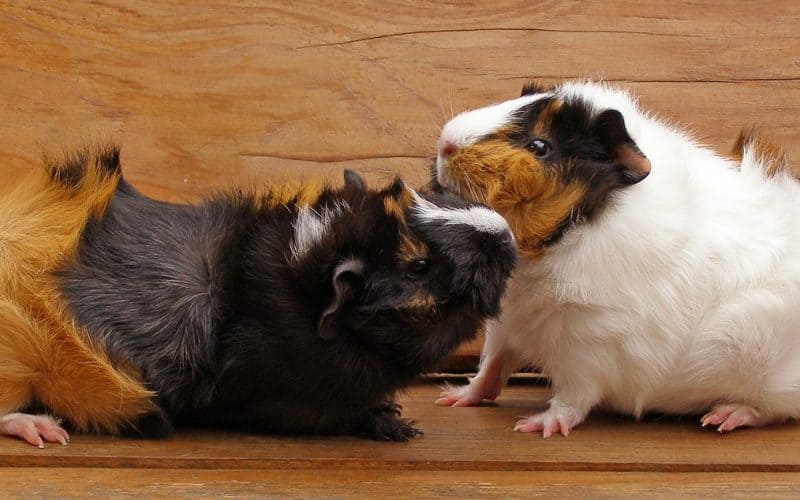 Breeding and Reproduction of Guinea Pigs