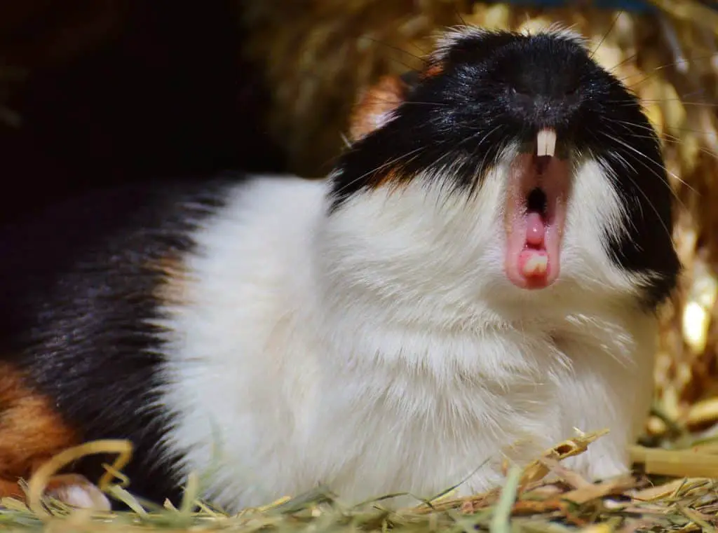 do guinea pigs hibernate