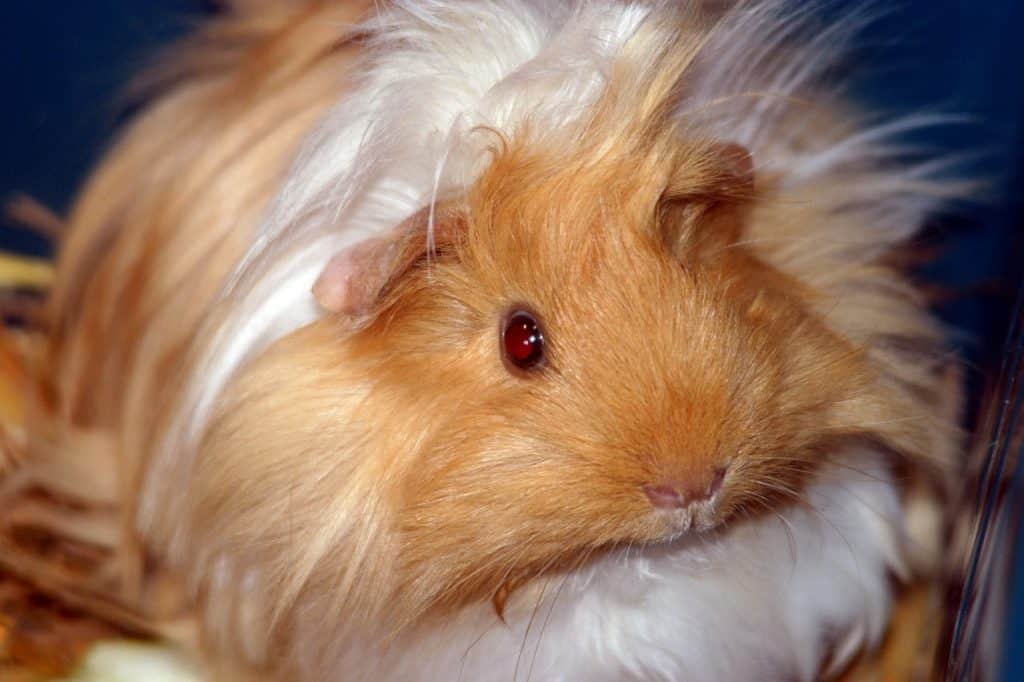 Can Guinea Pigs Fly on Planes