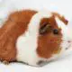 do guinea pigs have wet noses