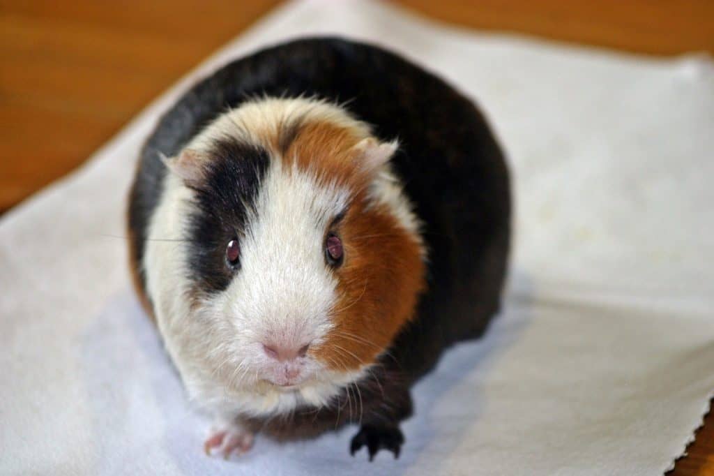 How to Travel with a Guinea Pig