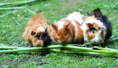 Can Guinea Pigs Eat Lemongrass?