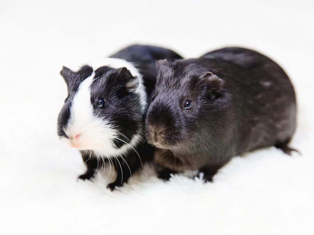Do Guinea Pigs Have Personalities