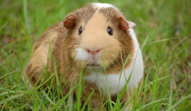 why do guinea pigs die
