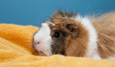 can guinea pigs get covid