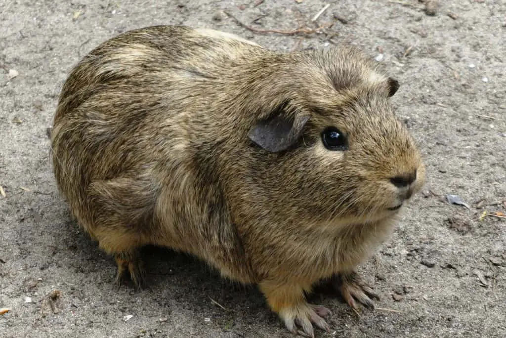 Do Guinea Pigs Cry